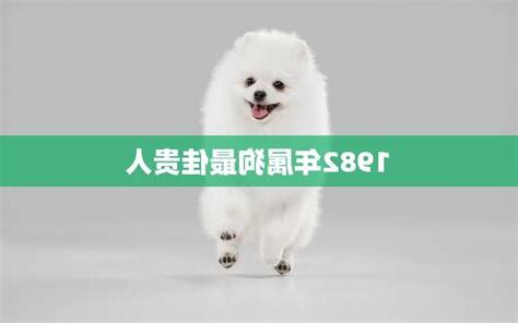 1982 狗